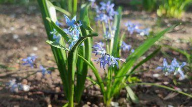Mor küçük kar tanesi çiçeği. Çiçek açan mavi yapraklar ve yeşil saplı, toprakta büyüyen yapraklar. Çiçekli yatak. Seçici üreme çeşitliliği çiçekleri. Tarım çiftçiliği.