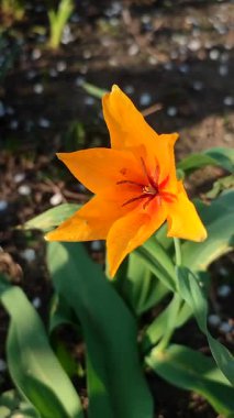 Turuncu botanik lalesi. Yeşil saplı turuncu yapraklı çiçek ve güneşli bahar akşamında yapraklar toprakta büyüyor. Çiçekli yatak. Seçici üreme çeşitliliği çiçekleri. Dikey