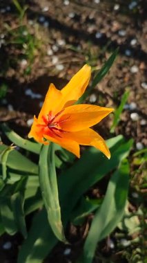 Turuncu botanik lalesi. Yeşil saplı turuncu yapraklı çiçek ve güneşli bahar akşamında yapraklar toprakta büyüyor. Çiçekli yatak. Seçici üreme çeşitliliği çiçekleri. Dikey