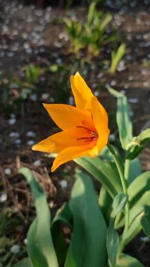 Turuncu botanik lalesi. Yeşil saplı turuncu yapraklı çiçek ve güneşli bahar akşamında yapraklar toprakta büyüyor. Çiçekli yatak. Seçici üreme çeşitliliği çiçekleri. Dikey