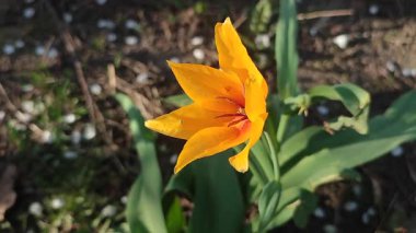 Turuncu botanik lalesi. Yeşil saplı turuncu yapraklı çiçek ve güneşli bahar akşamında yapraklar toprakta büyüyor. Çiçekli yatak. Seçim çeşitliliği çiçekleri.