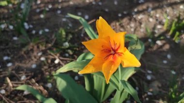 Turuncu botanik lalesi. Yeşil saplı turuncu yapraklı çiçek ve güneşli bahar akşamında yapraklar toprakta büyüyor. Çiçekli yatak. Seçim çeşitliliği çiçekleri.