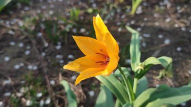 Turuncu botanik lalesi. Yeşil saplı turuncu yapraklı çiçek ve güneşli bahar akşamında yapraklar toprakta büyüyor. Çiçekli yatak. Seçim çeşitliliği çiçekleri.
