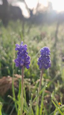 Küçük mor çiçeklerden oluşan güzel çiçek muscari. Güneşli bir bahar sabahı çimlerde yetişen yeşil saplı çiy damlaları. Parlayan güneşten çiçek yakmak. Çiçek seçimi. Dikey