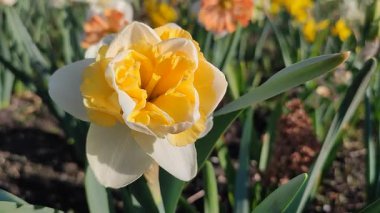 Çiçek açan nergis çiçeği çeşidi sarı yapraklı yeşil yapraklı sarı inciler narsis çiçeklerinin arka planında yapraklar ve güneşli baharda bahçedeki çayırlarda yetişen