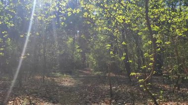 Bahar ormanı. Güneşli bir bahar gününde ormanda taze yeşil yaprakları olan uzun ağaçların arasındaki toprak yol. Güneş ışınları, güneş ışınları. Güneş parlıyor. Doğa. Doğal arkaplan