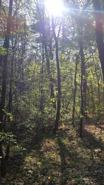 Ormanın dallarında taze yaprakları olan ağaçlar ve bahar günü parlayan güneş manzarası. Dikey