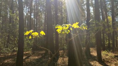 Taze yeşil akçaağaç yaprakları olan ağaç dalı, güneşli bir bahar gününde ormanda koyu kahverengi ağaç gövdelerinin arka planına karşı. Güneş ışınları, güneş ışınları. Güneş parlıyor. Doğa. Doğal arkaplan