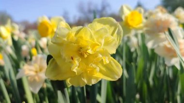 Çiçek açan sarı nergis türünden bir denizci. Arka planda bulanık narsisli çiçeklerin yaprakları üzerinde sabah çiği damlaları ve güneşli bahar günü bahçedeki çayırlarda yetişen bir denizci. Doğa