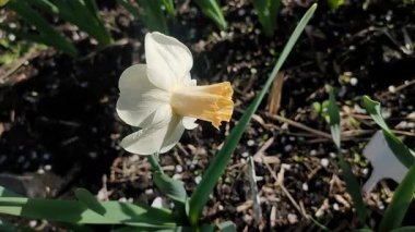 Narsisli çiçek açan kış valsi. Güneşli bahar gününde, yeşil toprakta büyüyen beyaz sarı yapraklar. Çiçeklerin seçilmesi. Tarım ve bahçıvanlık