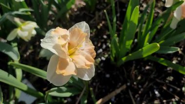 Narcissus Casanova. Çiçek açan nergis çiçeği. Yeşil saplı beyaz turuncu yapraklar. Güneşli bahar gününde kara toprakta yetişiyor. Çiçeklerin seçilmesi. Tarım ve bahçıvanlık