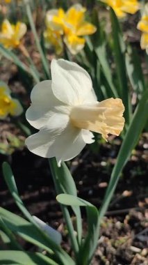 Çiçek açan narsisli kış valsi. Güneşli bahar gününde, yeşil toprakta büyüyen beyaz sarı yapraklı. Çiçek seçimi. Tarım ve bahçıvanlık dikey