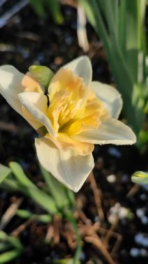 Narcissus Casanova. Çiçek açan nergis çiçeği. Yeşil saplı beyaz turuncu yapraklar. Güneşli bahar gününde kara toprakta yetişiyor. Çiçek seçimi. Tarım çiftçiliği. Dikey