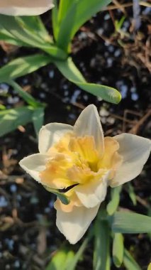 Narcissus Casanova. Çiçek açan nergis çiçeği. Yeşil saplı beyaz turuncu yapraklar. Güneşli bahar gününde kara toprakta yetişiyor. Çiçek seçimi. Tarım çiftçiliği. Dikey