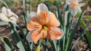 Narcissus Split Crown Electrus. Çiçek açan nergis çiçeği, yeşil saplı beyaz pembe taç yapraklarıyla güneşli bahar gününde kara toprakta büyüyor. Çiçeklerin seçilmesi. Tarım çiftçiliği.