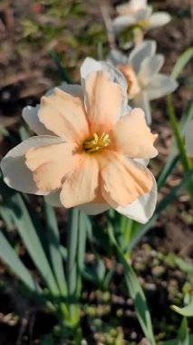 Narcissus Split Crown Electrus. Çiçekli nergis çiçeği, yeşil saplı beyaz pembe taç yapraklarıyla güneşli bahar gününde toprakta büyüyor. Çiçek seçimi. Dikey Tarım Bahçeciliği
