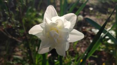 Narsisli Calgary tipi yakın çekim. Çiçek açan nergis çiçeği. Yeşil saplı beyaz yapraklar. Güneşli bahar gününde kara toprakta yetişiyor. Çiçeklerin seçilmesi. Tarım çiftçiliği.
