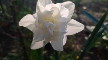 Narsisli Calgary tipi yakın çekim. Çiçek açan nergis çiçeği. Yeşil saplı beyaz yapraklar. Güneşli bahar gününde kara toprakta yetişiyor. Çiçeklerin seçilmesi. Tarım çiftçiliği.