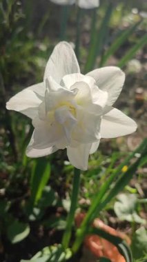 Narsisli Calgary tipi yakın çekim. Çiçek açan nergis çiçeği, yeşil saplı beyaz yapraklar, güneşli bahar gününde toprakta büyüyor. Çiçeklerin seçilmesi. Dikey Tarım Bahçeciliği