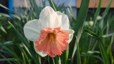 Narsisli Pembe Cazibe. Güneşli bahar gününde yeşil yapraklı, beyaz ve pembe taç yapraklarıyla çiçek açan çiçek. Çiçeklerin seçilmesi. Tarım çiftçiliği.