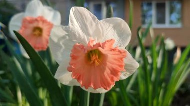 Narsisli Pembe Cazibe. Güneşli bahar gününde yeşil yapraklı, beyaz ve pembe taç yapraklarıyla çiçek açan çiçek. Çiçeklerin seçilmesi. Tarım çiftçiliği.
