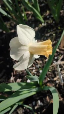 Çiçek açan narsisli kış valsi. Güneşli bahar gününde, yeşil toprakta büyüyen beyaz sarı yapraklı. Çiçeklerin seçilmesi. Dikey Tarım Bahçeciliği