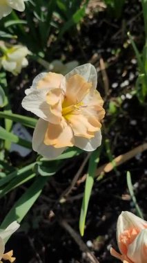 Narcissus Casanova. Çiçek açan nergis çiçeği. Yeşil saplı beyaz turuncu yapraklar. Güneşli bahar gününde kara toprakta yetişiyor. Çiçeklerin seçilmesi. Dikey Tarım Bahçeciliği