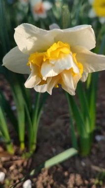 Narcissus türü dalga yakın çekim. Çiçek açan nergis çiçekleri, yeşil yaprak yaprakları üzerindeki beyaz sarı yapraklarla güneşli bahar günlerinde toprakta büyüyorlar. Dikey Tarım Bahçeciliği