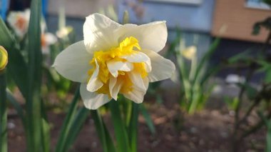 Narcissus türü dalga yakın çekim. Çiçek açan nergis çiçekleri yeşil sapta beyaz sarı yapraklar ve güneşli bahar gününde toprakta büyüyen yapraklar. Tarım ve bahçıvanlık
