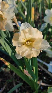 Narcissus Casanova. Çiçek açan nergis çiçeği. Yeşil saplı beyaz turuncu yapraklar. Güneşli bahar gününde kara toprakta yetişiyor. Çiçeklerin seçilmesi. Dikey Tarım Bahçeciliği