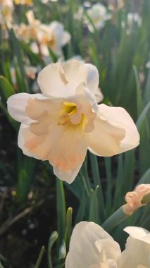 Narcissus Casanova. Çiçek açan nergis çiçeği. Yeşil saplı beyaz turuncu yapraklar. Güneşli bahar gününde kara toprakta yetişiyor. Çiçeklerin seçilmesi. Dikey Tarım Bahçeciliği