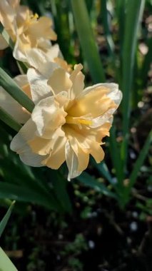 Narcissus Casanova. Çiçek açan nergis çiçeği. Yeşil saplı beyaz turuncu yapraklar. Güneşli bahar gününde kara toprakta yetişiyor. Çiçeklerin seçilmesi. Dikey Tarım Bahçeciliği