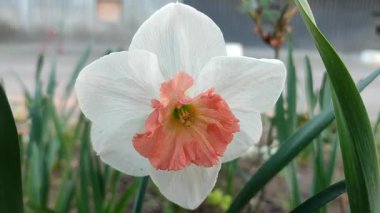 Narsisli Pembe Cazibe. Güneşli bahar gününde yeşil yapraklı beyaz pembe taç yapraklarıyla çiçek açan çiçek. Seçici üreme çiçeği. Tarım çiftçiliği.