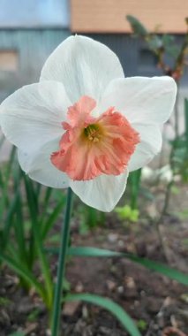 Narsisli Pembe Cazibe. Güneşli bahar gününde yeşil yapraklı beyaz pembe taç yapraklarıyla çiçek açan çiçek. Seçici üreme çiçeği. Dikey Tarım Bahçeciliği