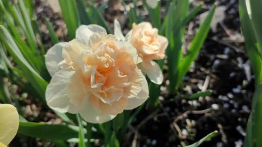 Narsislerin güzel çiçekleri çiçek süprizi. Yeşil saplı beyaz ve pembe yapraklı nergisler ve güneşli bir bahar sabahı kara toprakta büyüyen yapraklar. Seçim üretimi