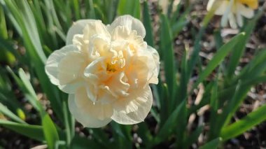 Narsislerin güzel çiçekleri çiçek süprizi. Yeşil saplı beyaz ve pembe yapraklı nergisler ve güneşli bir bahar sabahı kara toprakta büyüyen yapraklar. Seçim üretimi