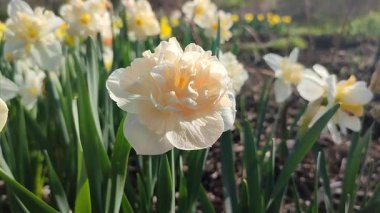 Narsislerin güzel çiçekleri çiçek süprizi. Yeşil saplı beyaz ve pembe yapraklı nergisler ve güneşli bir bahar sabahı kara toprakta büyüyen yapraklar. Seçim üretimi