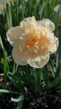 Narsislerin çiçek açan çeşidi Çiçek Sürprizi. Yeşil saplı beyaz ve pembe yapraklı nergisler ve güneşli bir bahar sabahı kara toprakta büyüyen yapraklar. Seçici üreme. Dikey