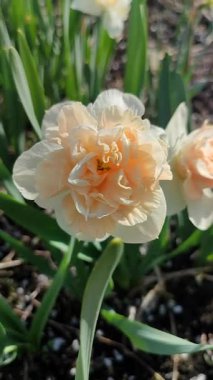 Narsislerin çiçek açan çeşidi Çiçek Sürprizi. Yeşil saplı beyaz ve pembe yapraklı nergisler ve güneşli bir bahar sabahı kara toprakta büyüyen yapraklar. Dikey seçim üretimi