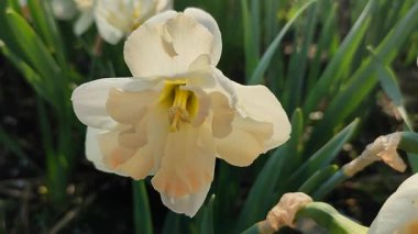 Narcissus çeşitliliğinin çiçek açan güzel çiçekleri yakın plan. Çiçek açan, beyaz pembe taçyapraklı, tomurcuklu yeşil saplı, güneşli bahar sabahı büyüyen bir çiçek.