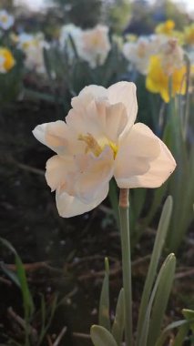 Narcissus çeşitliliğinin çiçek açan güzel çiçekleri yakın plan. Çiçek açan çiçek, beyaz pembe taçyapraklı, tomurcuklu yeşil saplı, güneşli bir bahar sabahı dikey olarak büyüyen bir çiçek.