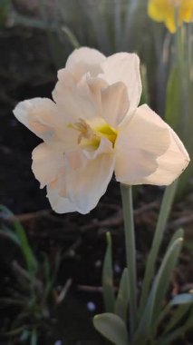 Narcissus çeşitliliğinin çiçek açan güzel çiçekleri yakın plan. Çiçek açan çiçek, beyaz pembe taçyapraklı, tomurcuklu yeşil saplı, güneşli bir bahar sabahı dikey olarak büyüyen bir çiçek.