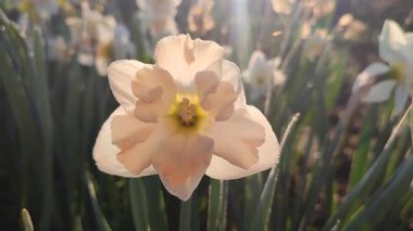 Narcissus çeşitliliğinin güzel çiçekleri. Çiçek açan çiçek, beyaz pembe taçyapraklı, tomurcuklu yeşil saplı, güneşli bir bahar sabahı parlayan güneşli bir bahar sabahı büyüyor.