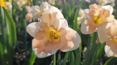 Narcissus çeşitliliğinin çiçek açan çiçeği Palmares yakın çekim. Güzel nergis çiçekleri, beyaz ve pembe taç yapraklarıyla güneşli bir bahar gününde yeşil bir kökün üzerinde büyüyen bir çiçek.