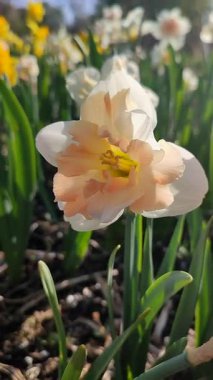 Narcissus çeşitliliğinin çiçek açan çiçeği Palmares yakın çekim. Güzel nergis çiçekleri, beyaz ve pembe taç yapraklarıyla güneşli bahar günlerinde yeşil sapta yetişiyor. Dikey