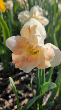 Narcissus çeşitliliğinin çiçek açan çiçeği Palmares yakın çekim. Güzel nergis çiçekleri, beyaz ve pembe taç yapraklarıyla güneşli bahar günlerinde yeşil sapta yetişiyor. Dikey