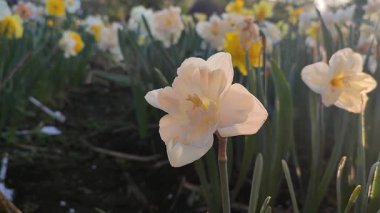 Narcissus çeşitliliğinin güzel çiçekleri. Çiçek açan, beyaz pembe taçyapraklı, tomurcuklu yeşil saplı, güneşli bahar sabahı büyüyen bir çiçek.