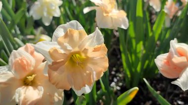 Narcissus türü Edinburgh 'un çiçek açan çiçeği. Güzel nergis çiçekleri, beyaz ve pembe taç yapraklarıyla güneşli bir bahar gününde yeşil bir kökün üzerinde büyüyen bir çiçek.