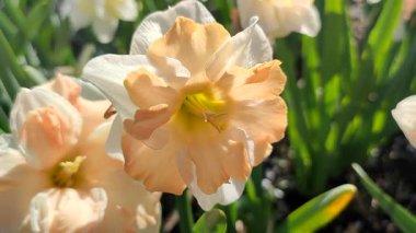 Narcissus türü Edinburgh 'un çiçek açan çiçeği. Güzel nergis çiçekleri, beyaz ve pembe taç yapraklarıyla güneşli bir bahar gününde yeşil bir kökün üzerinde büyüyen bir çiçek.