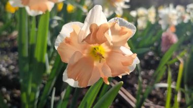 Narcissus türü Edinburgh 'un çiçek açan çiçeği. Güzel nergis çiçekleri, beyaz ve pembe taç yapraklarıyla güneşli bir bahar gününde yeşil bir kökün üzerinde büyüyen bir çiçek.
